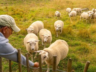 Vakantiepark Scharendijke  27