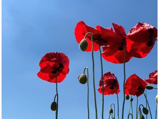 Appartamento per vacanze Cadzand-Bad Ambiente 17