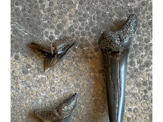 Appartamento per vacanze Cadzand-Bad Ambiente 13