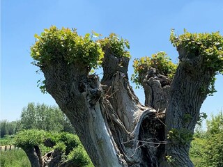 Appartamento per vacanze Cadzand-Bad Ambiente 16