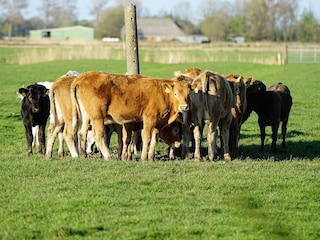 Blick auf die Weide