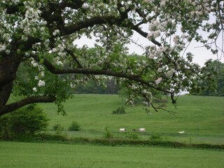 Ferienhaus Mol Umgebung 39