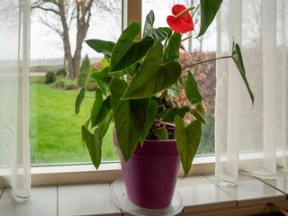 Ferienhaus Pesse  34