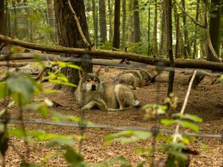 Ferienhaus Bertogne Umgebung 35