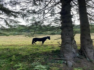 Appartement Willingen Omgeving 35