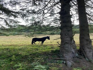 Apartment Willingen Environment 34