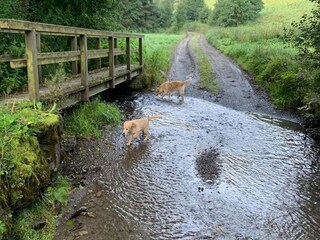 Apartment Willingen Umgebung 32