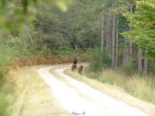 Maison de vacances Faverolles Environnement 32