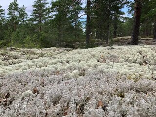 Holiday house Flen  6