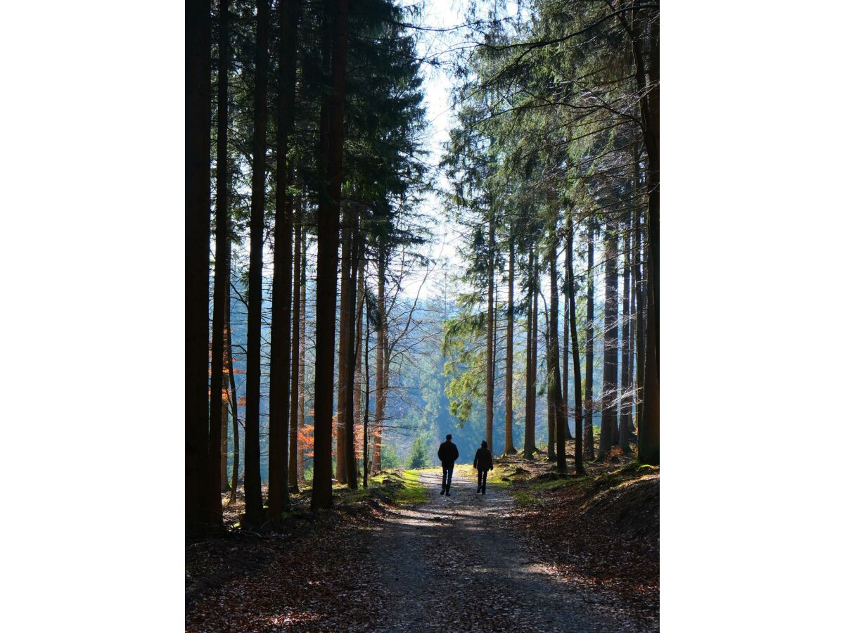 Wanderung im Wald