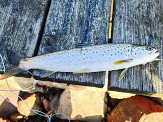 Vakantiehuis Varekil  14