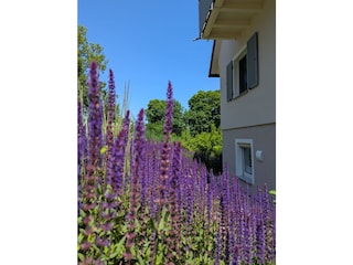 Bienenparadies