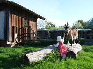 Streicheltiere