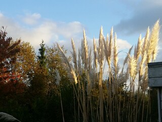 Casa per le vacanze Scharendijke Registrazione all'aperto 5