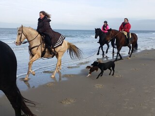 Casa per le vacanze Scharendijke Ambiente 31
