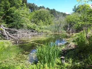 Casa per le vacanze Scharendijke Ambiente 34