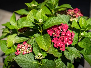 Casa per le vacanze Ballum Caratteristiche 17