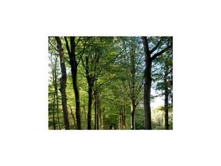 Ferienhaus Oudemirdum Umgebung 26