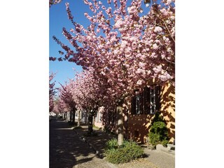 Casa per le vacanze Werder/Havel Ambiente 33