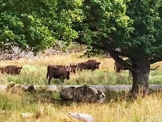 Ferienhaus Trensum  14