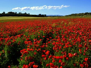 Finca Costa de los Pinos Entorno 43