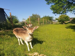 Holiday cottage Aywaille Environment 23