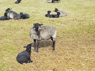 Ferienhaus Vättersö  36