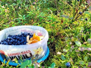 Vakantiehuis Gamleby  15