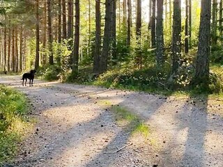 Ferienhaus Gamleby  15