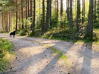 Ferienhaus Gamleby  23