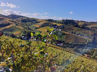Farbenfrohe Reblandschaft