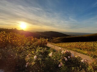 Abendstimmung über die Reblandschaft