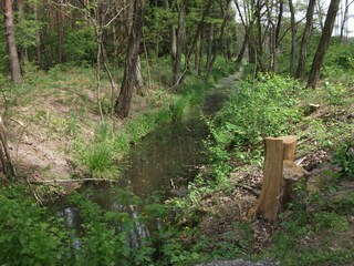 Feuchtgebiet im Wald