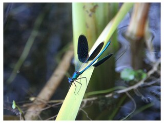 Libelle am See