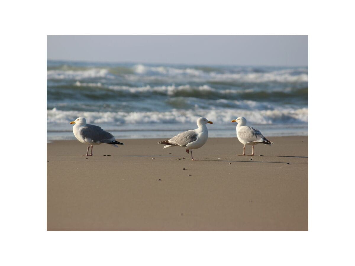 Nordsee Strand