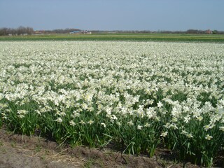 Casa per le vacanze De Koog Ambiente 19