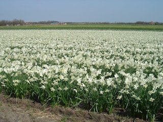 Vakantiehuis De Koog Omgeving 20