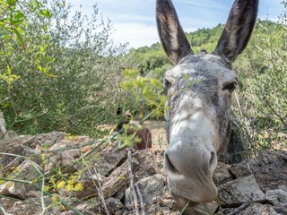 Casa per le vacanze Son Macià Registrazione all'aperto 12