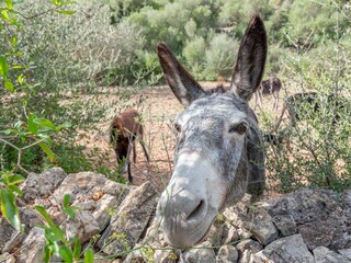 Casa per le vacanze Son Macià Registrazione all'aperto 13