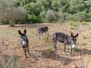 Casa per le vacanze Son Macià Registrazione all'aperto 14