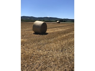 der goldene Herbst