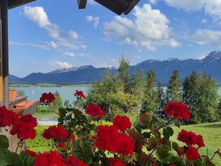 Forggensee, Allgäuer Alpen -Blick vom Balkon