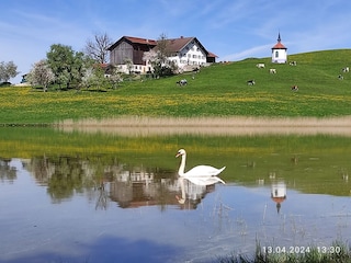 Hergratsrieder See (bei Radrunde Forggensee)