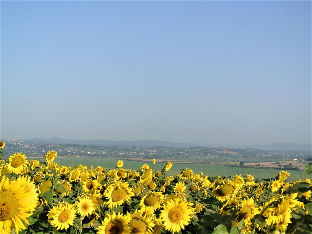 Villa Foiano della Chiana Außenaufnahme 6