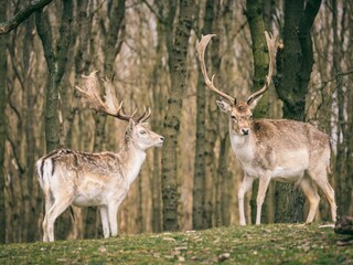 Vakantiepark Welt Omgeving 37