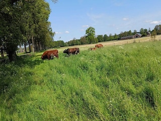 Bauernhof Bocholt  39