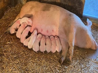 Casa de campo Bocholt  39