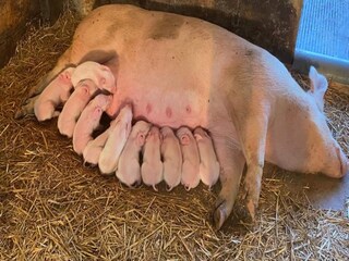 Type de propriété : Ferme Bocholt  38
