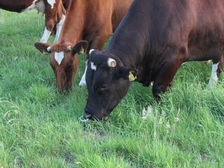 Type de propriété : Ferme Bocholt  36