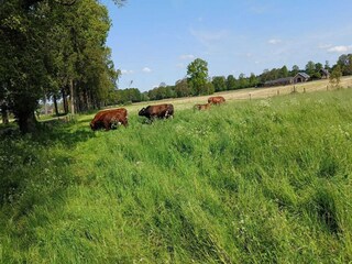 Farmhouse Bocholt  32